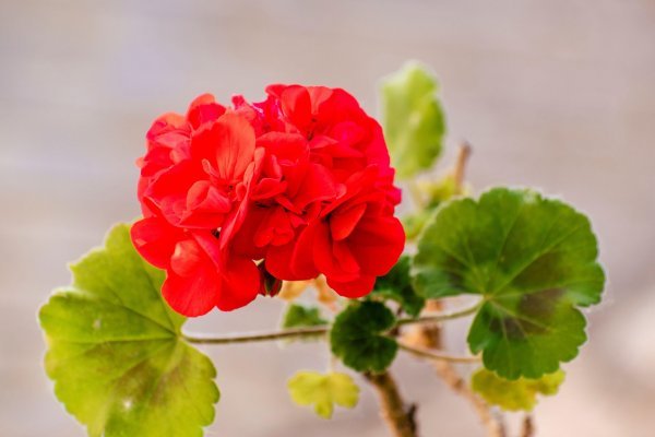 Pelargonije