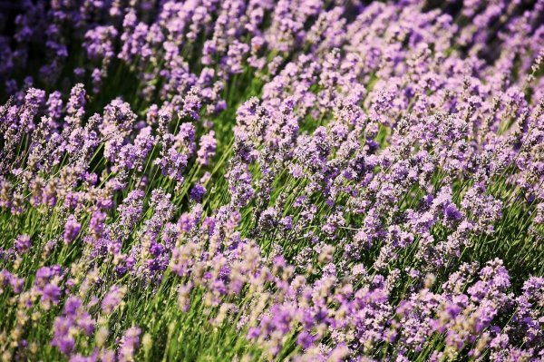 Lavanda uživa u obilju sunca