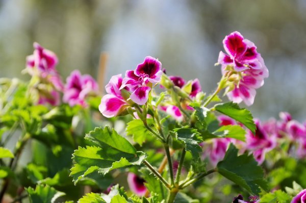 Pelargonija