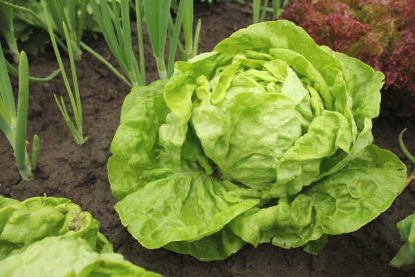 Skoro 390 kila salate u Zagrebu imalo previše pesticida: Analiza je nije uhvatila na vrijeme