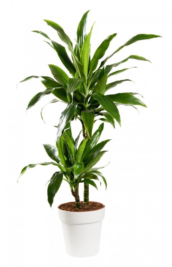 Dracaena 'Janet Craig'