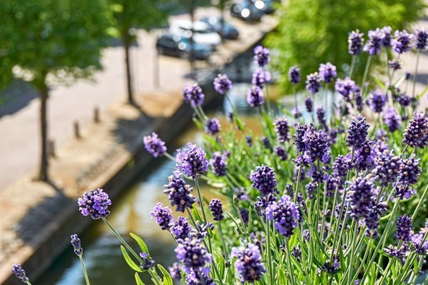 Lavanda