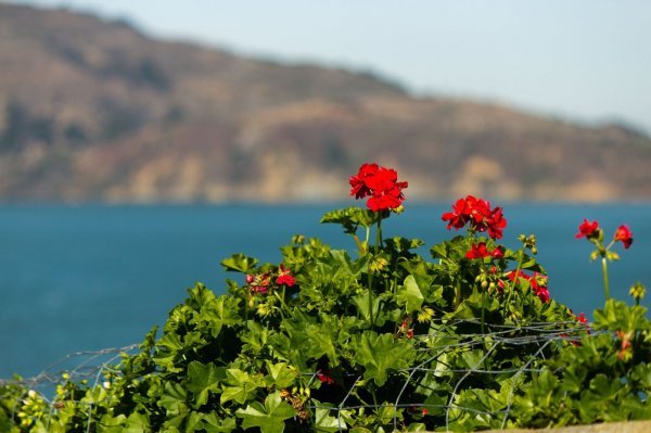 Pelargonija