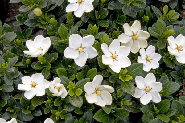 Gardenije su sklone bolestima
