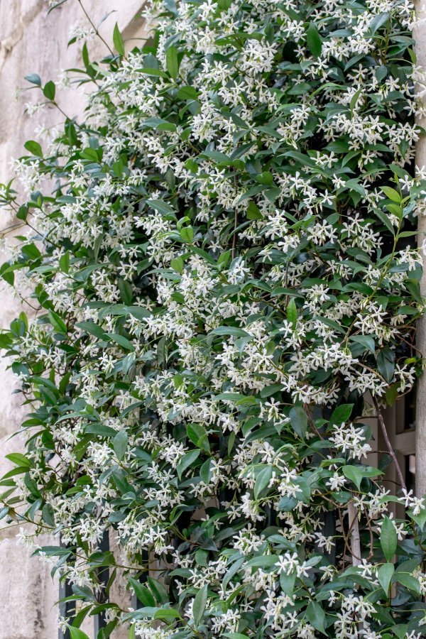 Zvjezdasti jasmin