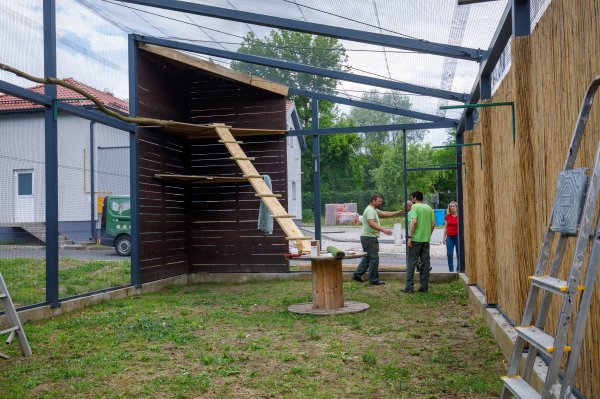 Uređivanje volijere u kojoj će se oporavljati orao štekavac do povratka u prirodu