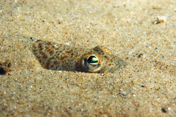 Echiichthys vipera