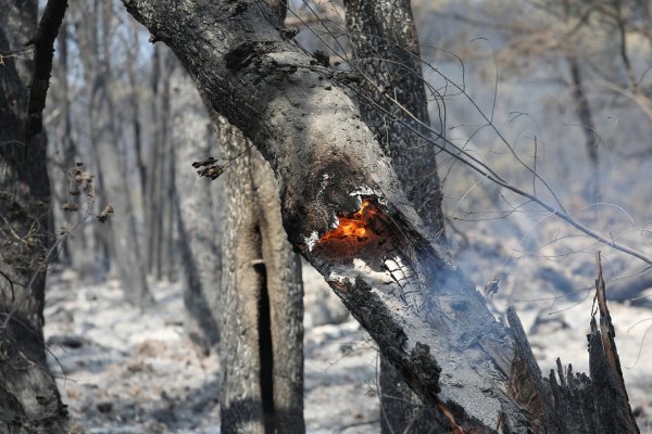 Požar poharao Tučepe i Podgoru