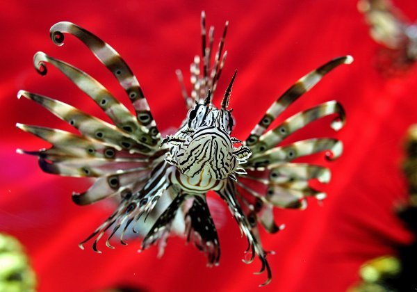 Vatrenjača, riba lav, riba paun