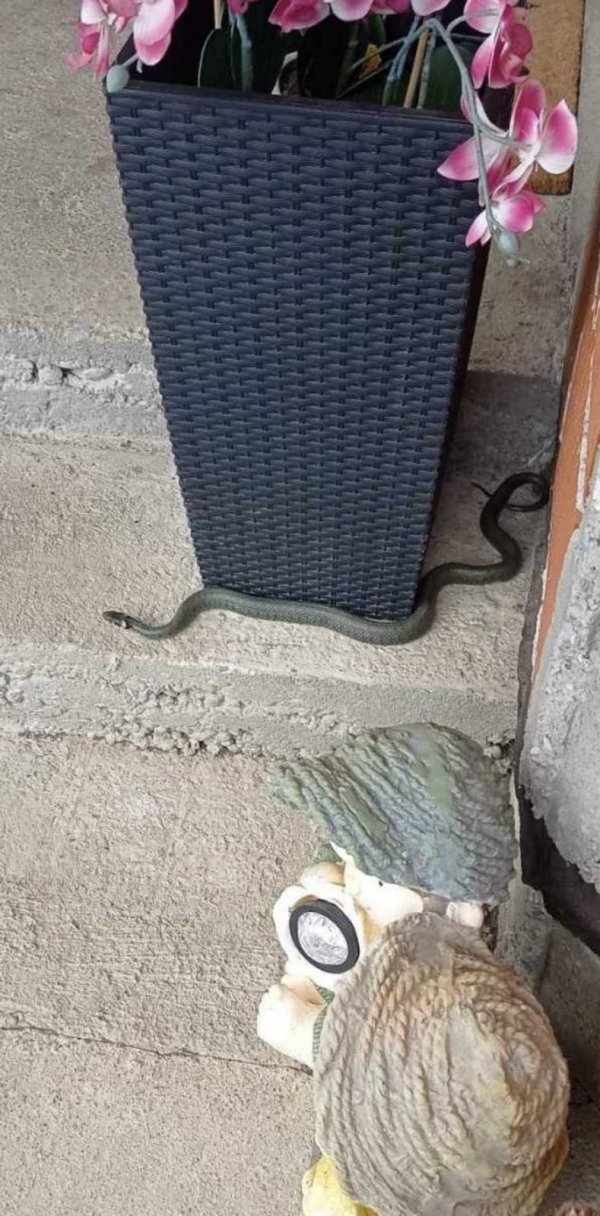 Još jedna zmija u dvorištu Željke Božić