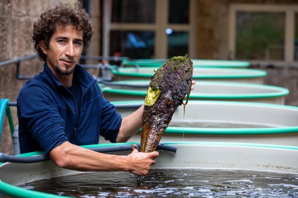 Periske koje čuvaju u bazenima u akvarijumu pokušat će razmnožiti i vratiti u more