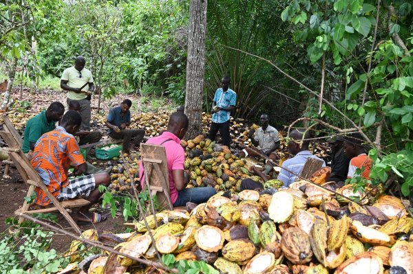 Uzgoj i branje ploda kakaovca u Gani