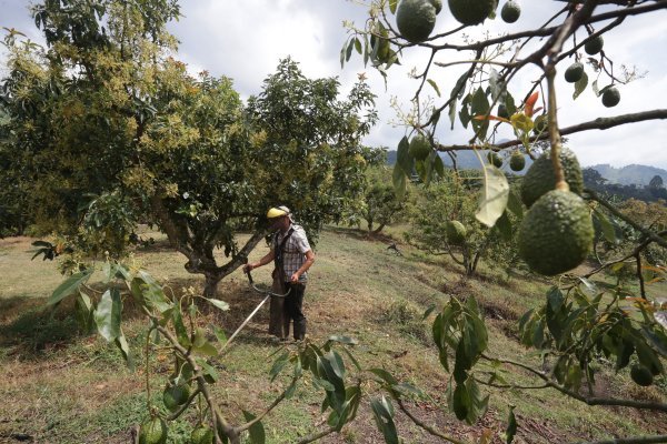Uzgoj avokada u Portugalu