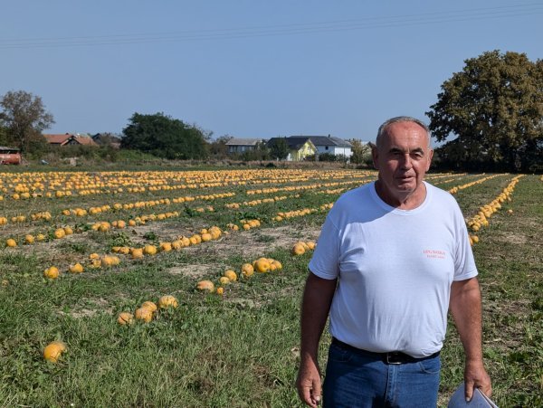 Dan polja uljne tikve