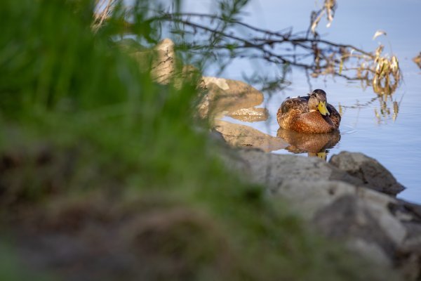 Ptice u Osijeku na Dravi