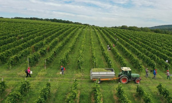 Berba grožđa na Belju