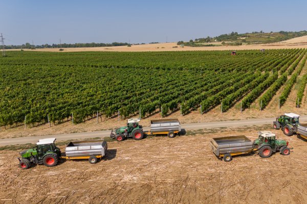 Berba grožđa na vinogradima Belja - fotografije iz zraka