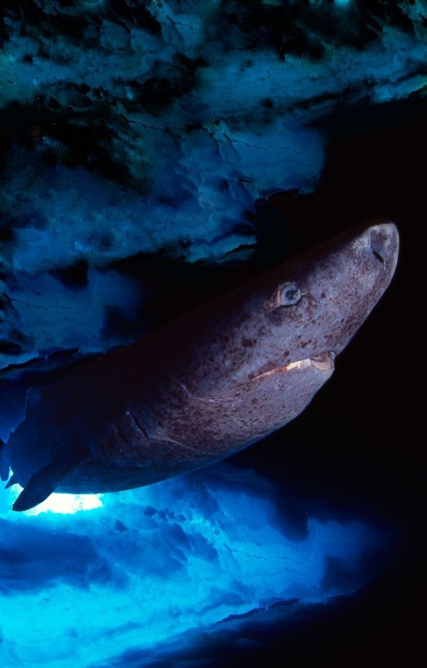 Grenlandski morski pas (1)