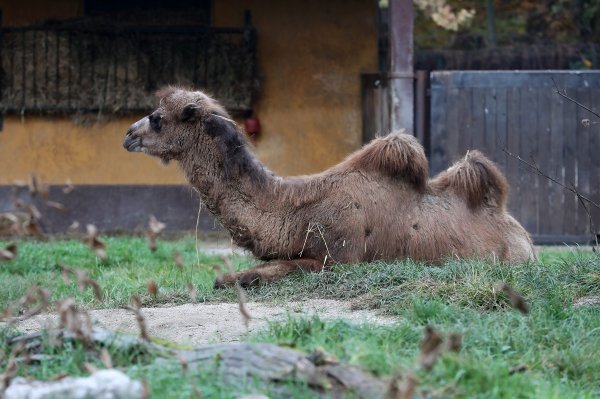 U zagrebački Zoološki vrt stigla treća deva