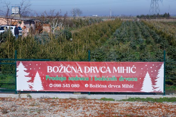 Antun Mihić, uzgajivač sadnica i božićnih drvaca