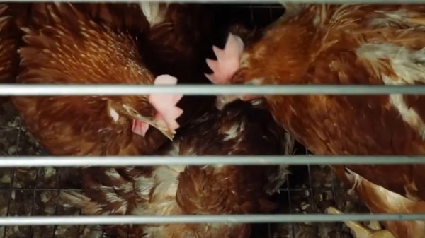 Šokantne snimke s farme kokoši nesilica u Sloveniji