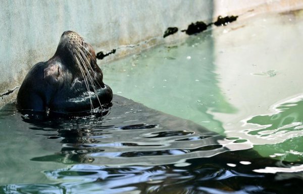 Životinje u zagrebačkom ZOO-u