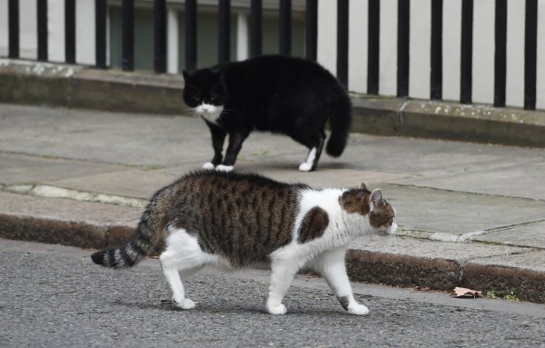 Palmerston i Larry