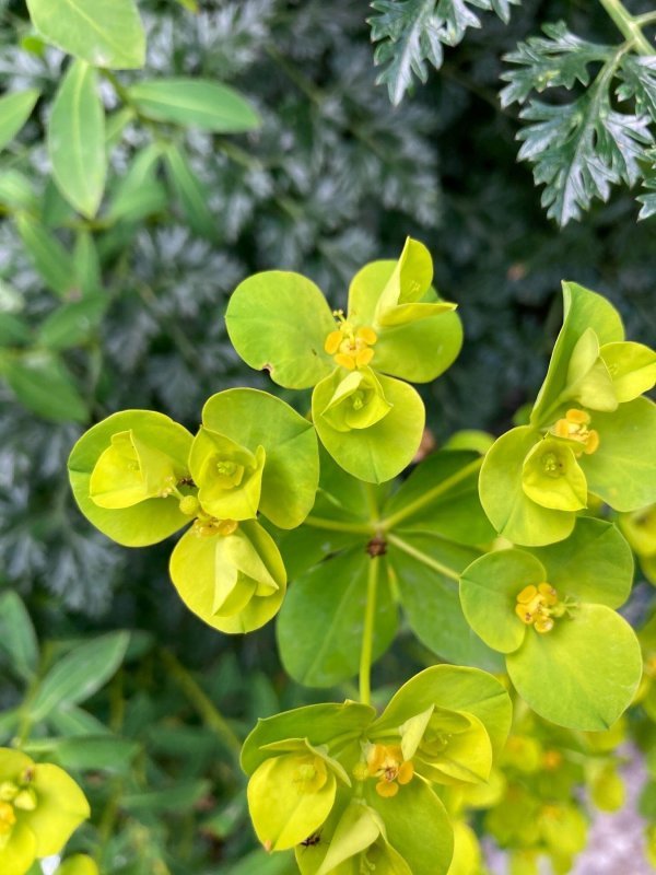 Mlječika (Euphorbia)