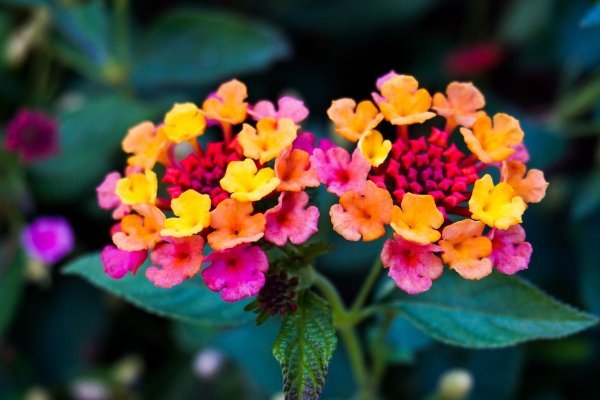 Lantana