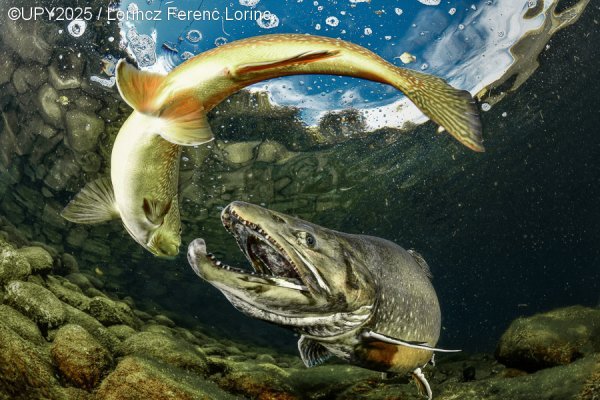 Najljepše podvodne fotografije