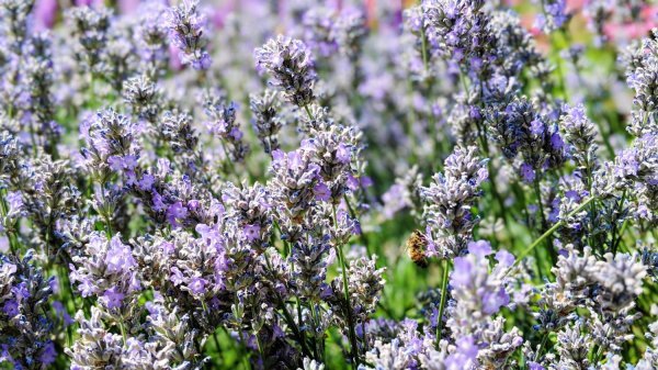 Lavanda
