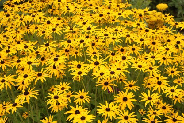 Rudbekija