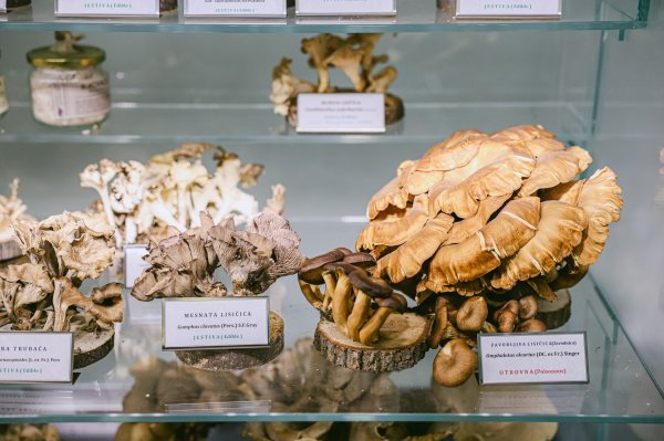 Muzej gljiva