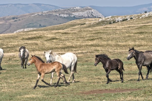 Poludivlji konji kod Livna