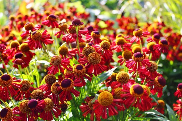 Helenium ili sunčana zaručnica