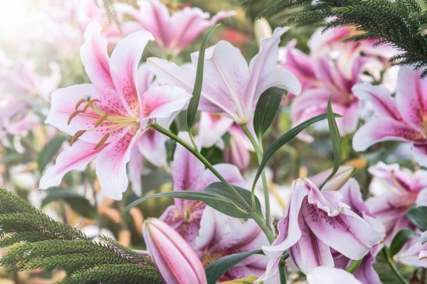 Hemerocallis ili graničica