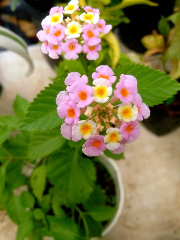 Lantana