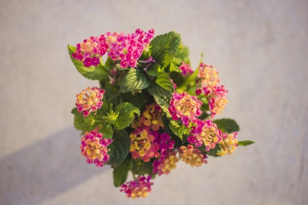 Lantana