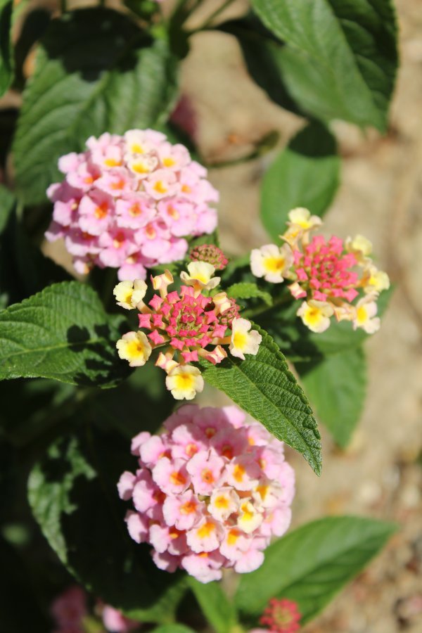 Lantana
