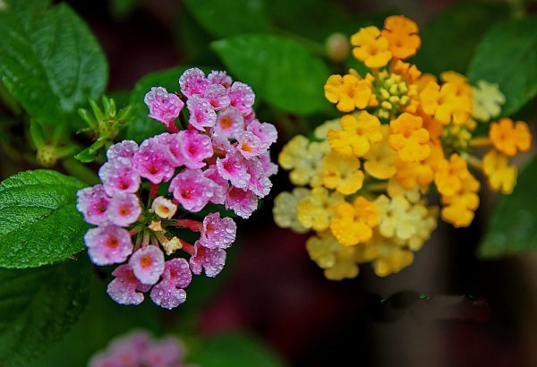 Lantana