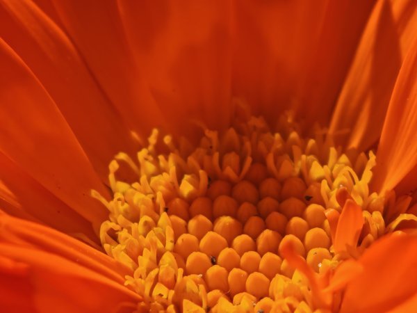 tportal