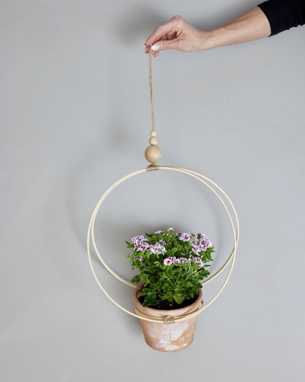 Pelargonije