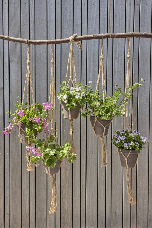 Pelargonije
