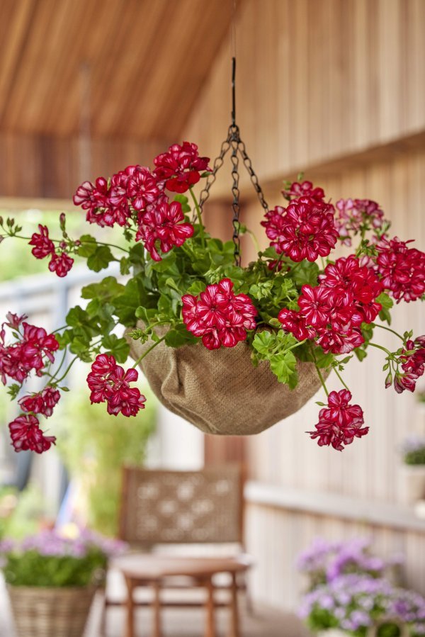 Pelargonije