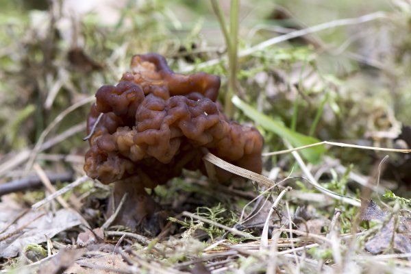 Lažni smrčak - Gyromitra esculenta