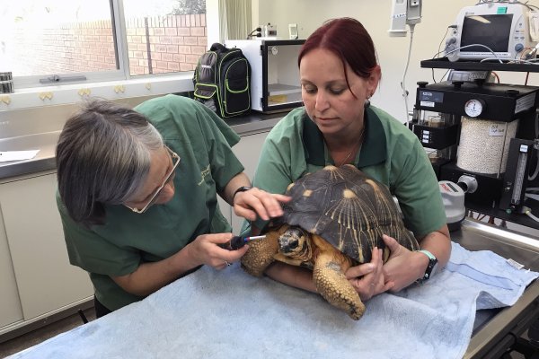 Veterinari protiv sidrenih cijena: 'Pravila se ne mogu jednostavno primijeniti'