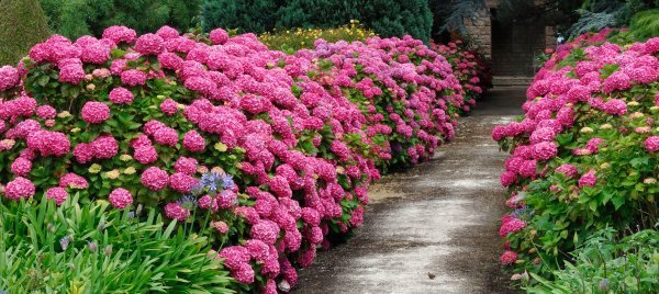 Hortenzije - raskošne kugle boja