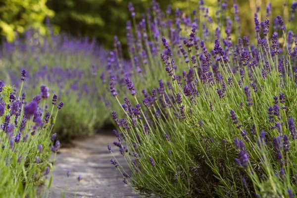 Lavanda - ljepota i miris u jednom