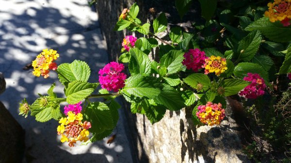 Lantana pruža neuništivu eksploziju boja