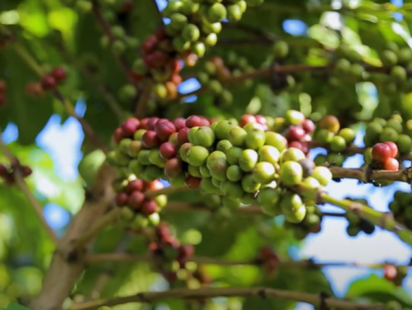 Julius Meinl Congo Muungano kava uzgaja se u Kongu